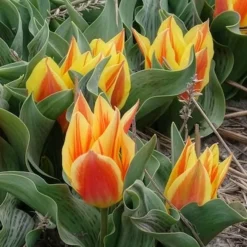 10 Tulipes botaniques Winnipeg - Petites tulipes, grand effet