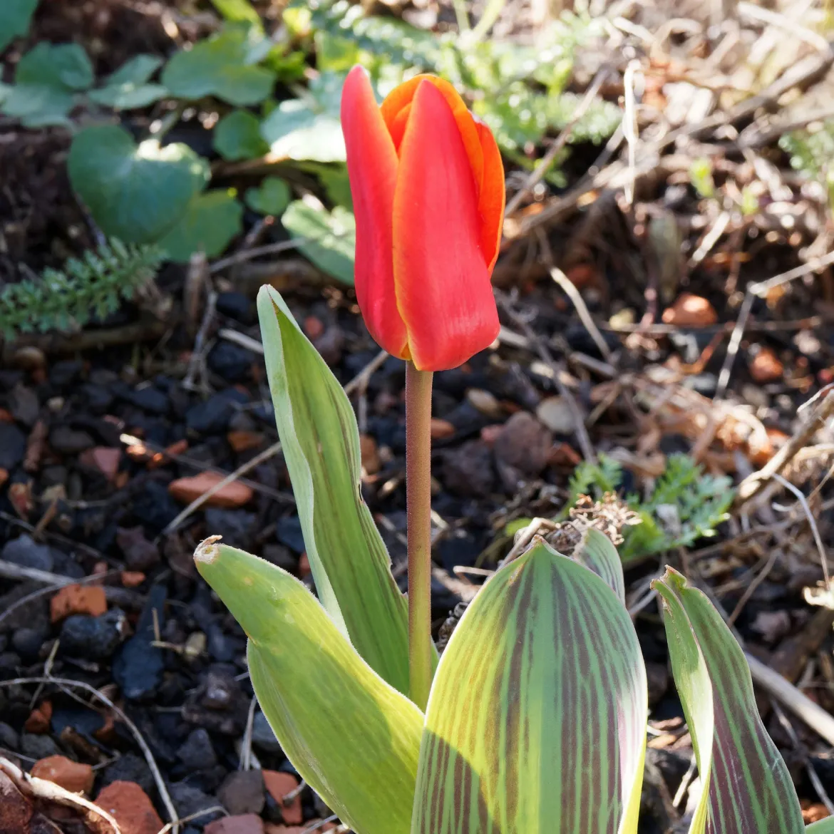 10 Tulipes Chaperon Rouge - Rouge éclatant dès mars