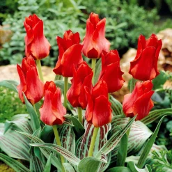 10 Tulipes Chaperon Rouge - Rouge éclatant dès mars