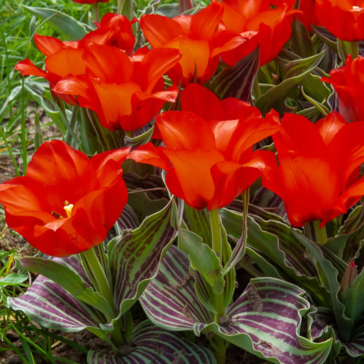 10 Tulipes Chaperon Rouge - Rouge éclatant dès mars