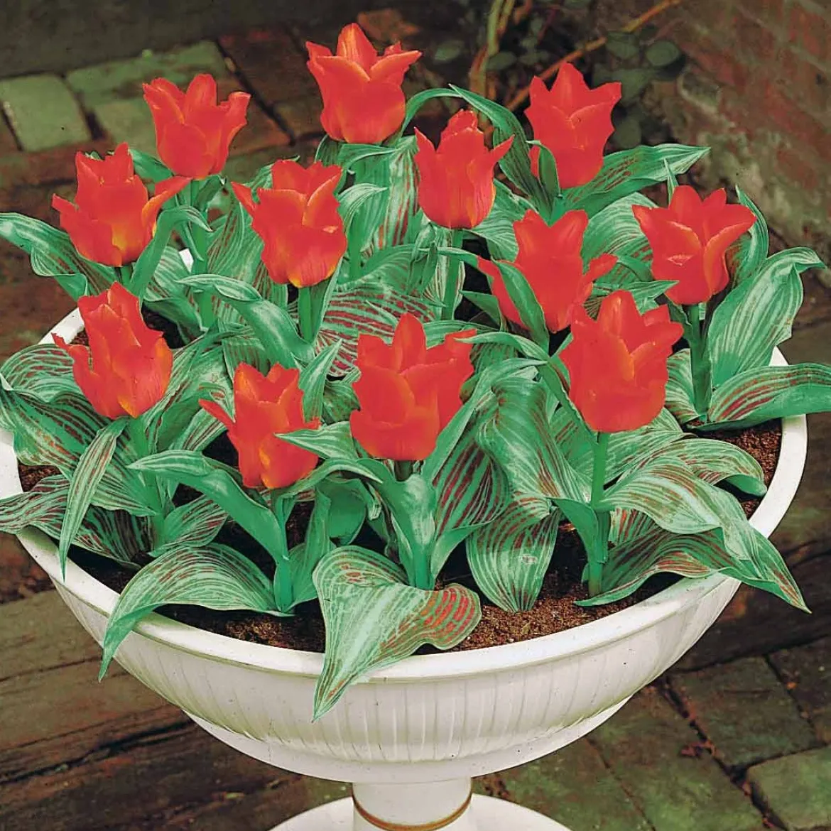 10 Tulipes Chaperon Rouge - Rouge éclatant dès mars