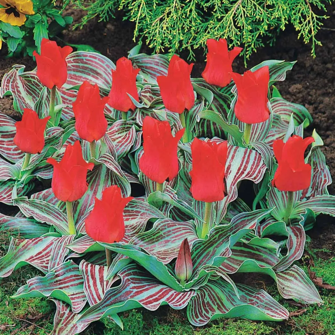 10 Tulipes Chaperon Rouge - Rouge éclatant dès mars
