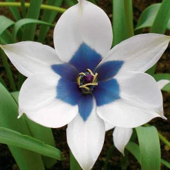 4 Tulipes Coeur Bleu - Le bleu rare au jardin