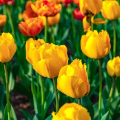 10 Tulipes Crystal Star - Le jaune star du printemps