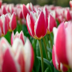 8 Tulipes Darwin Candy Apple Delight - Le rose qui tient longtemps