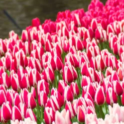 8 Tulipes Darwin Candy Apple Delight - Le rose qui tient longtemps