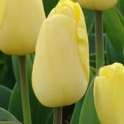 10 Tulipes Darwin Golden parade - Un jaune éclatant tout le printemps