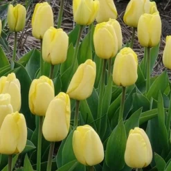 10 Tulipes Darwin Golden parade - Un jaune éclatant tout le printemps