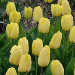 10 Tulipes Darwin Golden parade - Un jaune éclatant tout le printemps