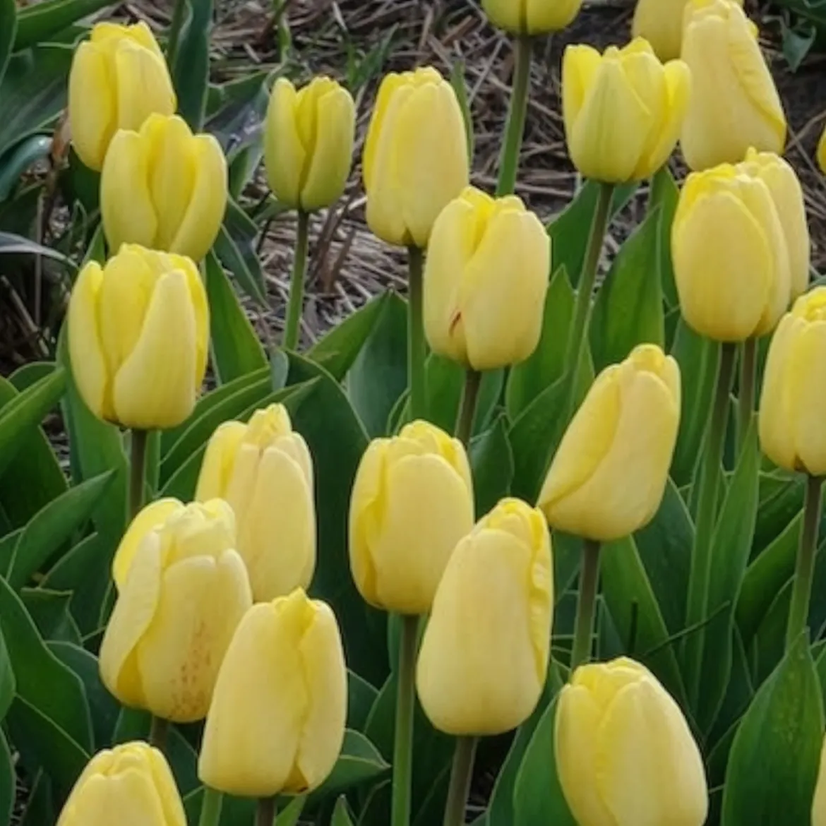 10 Tulipes Darwin Golden parade - Un jaune éclatant tout le printemps