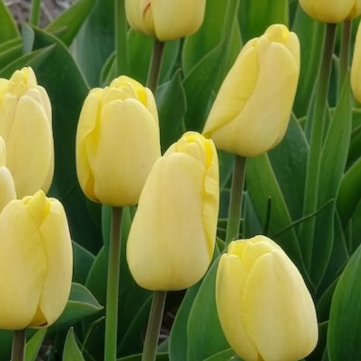 10 Tulipes Darwin Golden parade - Un jaune éclatant tout le printemps