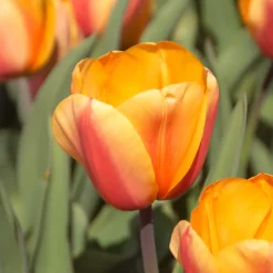 8 Tulipes Darwin Lalibela Salmon - Un massif saumon en avril