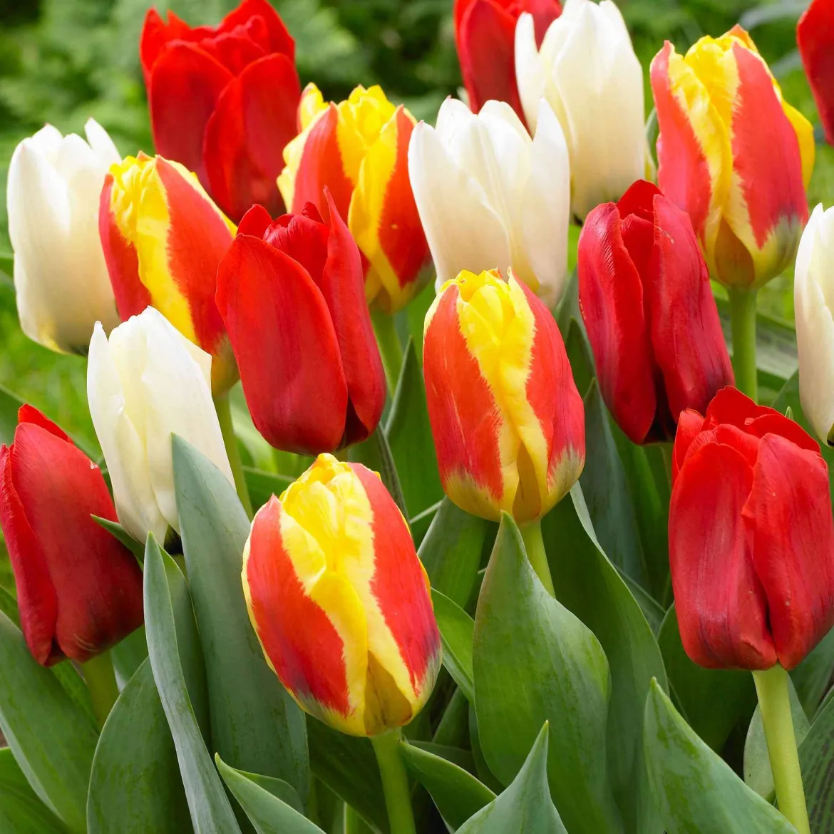 30 Tulipes 60 days of Tulips en mélange - 60 jours de tulipes au jardin