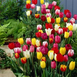 30 Tulipes 60 days of Tulips en mélange - 60 jours de tulipes au jardin