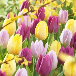 30 Tulipes 60 days of Tulips en mélange - 60 jours de tulipes au jardin