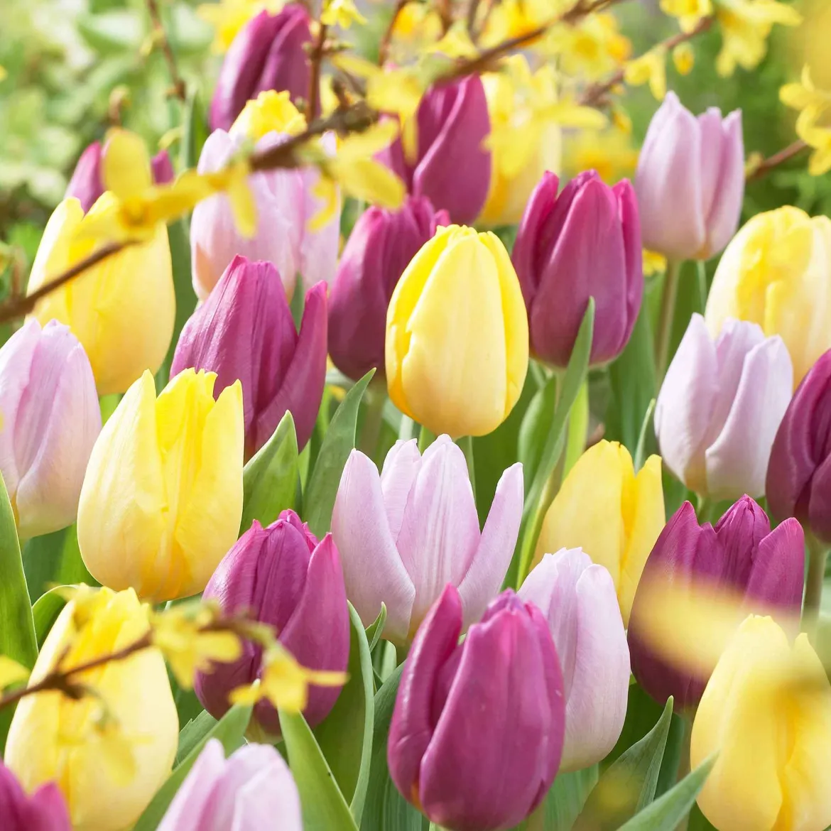 30 Tulipes 60 days of Tulips en mélange - 60 jours de tulipes au jardin