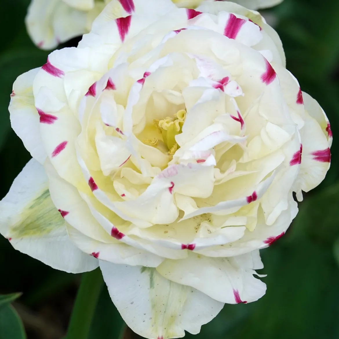 7 Tulipes double Dance line - Des bouquets dignes de pivoines