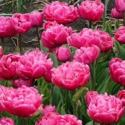 7 Tulipes doubles Amazing Grace - Des bouquets fuchsia au jardin