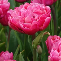 7 Tulipes doubles Amazing Grace - Des bouquets fuchsia au jardin