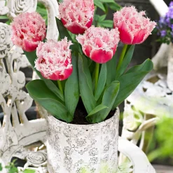 5 Tulipes doubles frangées Queensland - Des bouquets roses en avril