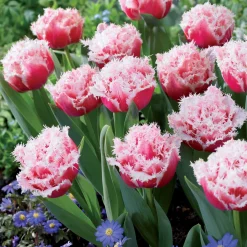 5 Tulipes doubles frangées Queensland - Des bouquets roses en avril
