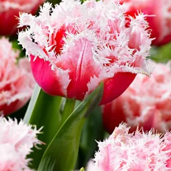 5 Tulipes doubles frangées Queensland - Des bouquets roses en avril