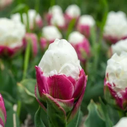 7 Tulipes doubles Ice Cream - Une glace en fleur au jardin