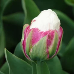 7 Tulipes doubles Ice Cream - Une glace en fleur au jardin