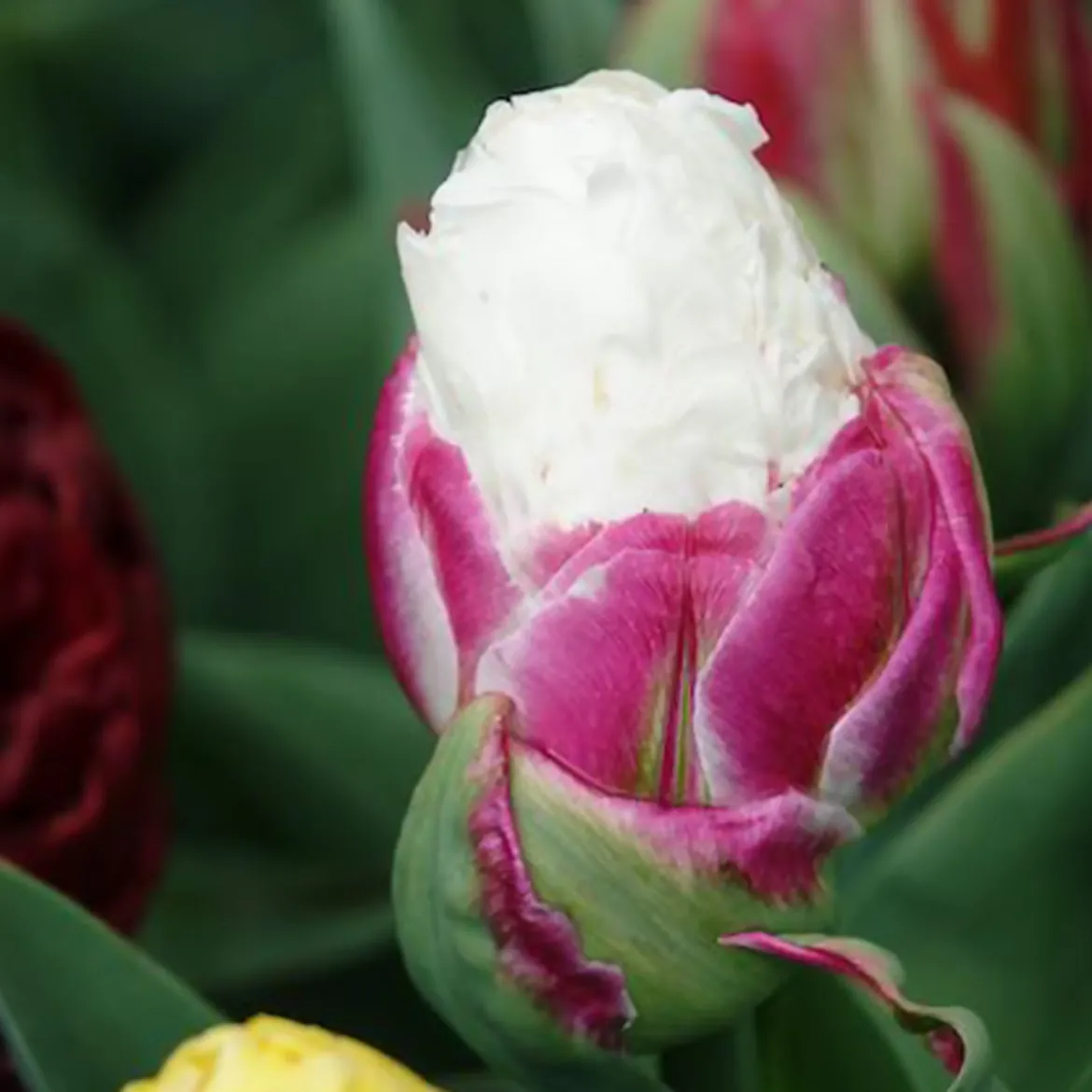 7 Tulipes doubles Ice Cream - Une glace en fleur au jardin