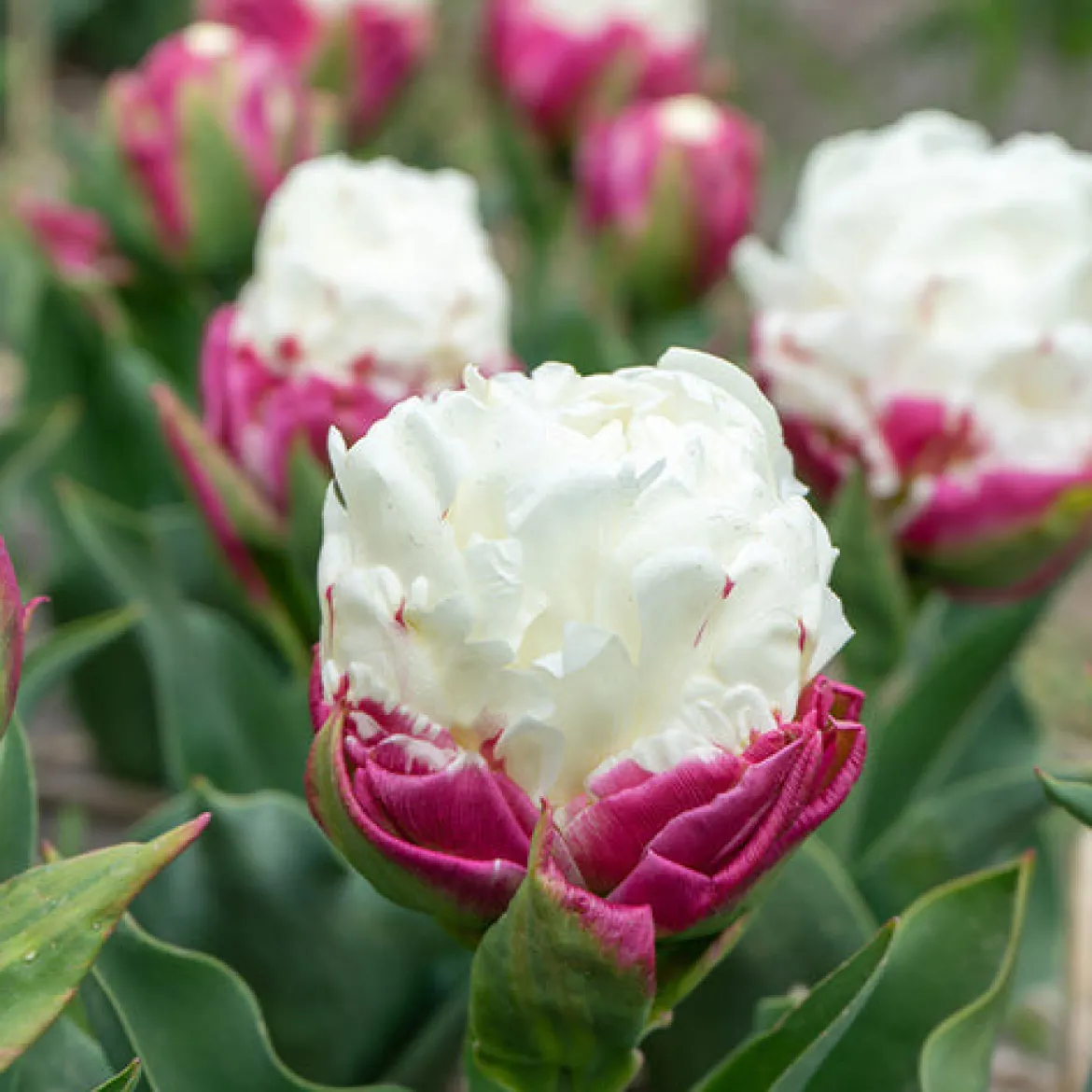 7 Tulipes doubles Ice Cream - Une glace en fleur au jardin