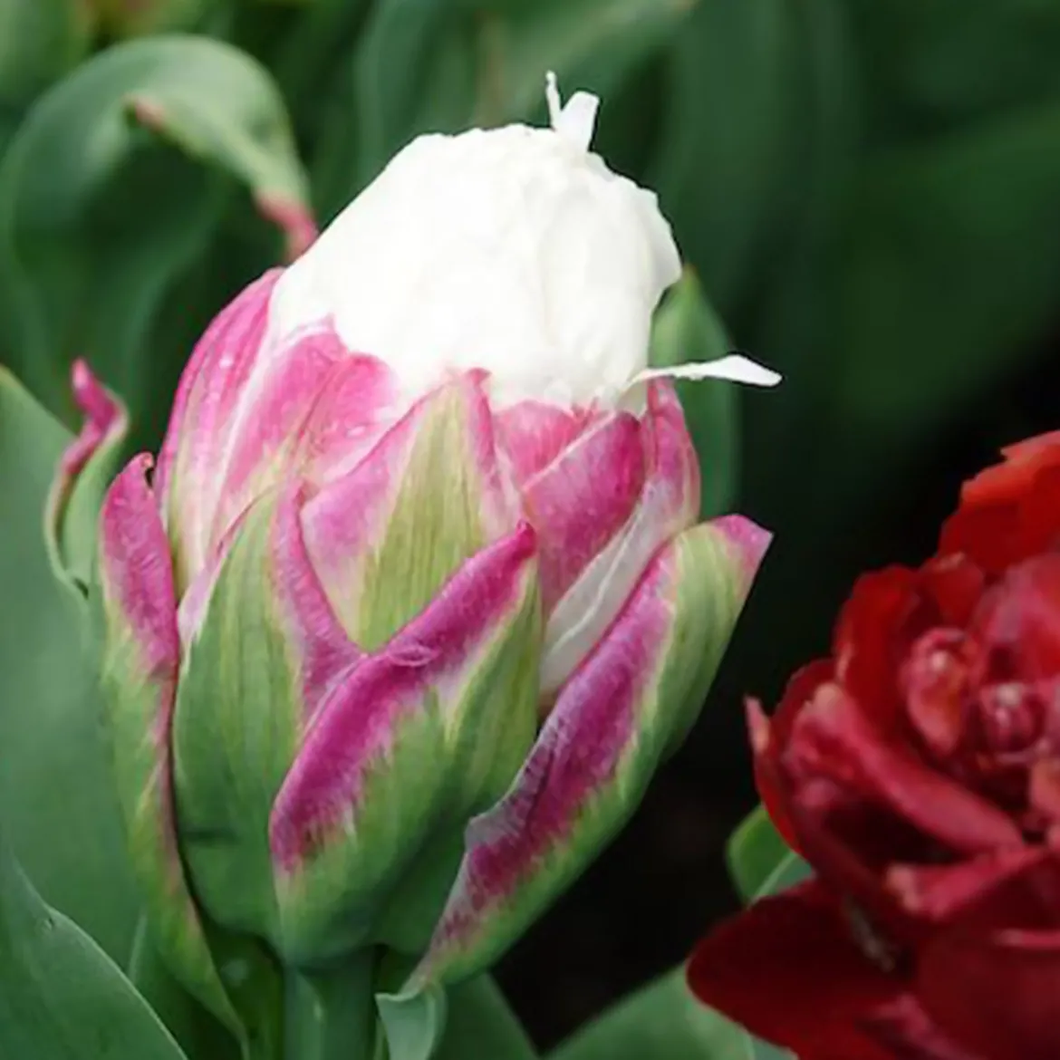 7 Tulipes doubles Ice Cream - Une glace en fleur au jardin