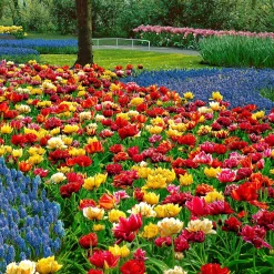 Tulipes doubles 'Murillo' en mélange - Des fleurs doubles dès avril
