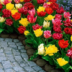 Tulipes doubles 'Murillo' en mélange - Des fleurs doubles dès avril