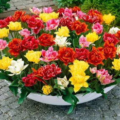 Tulipes doubles 'Murillo' en mélange - Des fleurs doubles dès avril