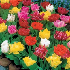 60 Tulipes doubles Murillo en mélange - Un tapis de couleurs au printemps