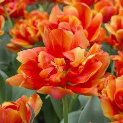 7 Tulipes doubles Queensday - Des fleurs doubles éclatantes