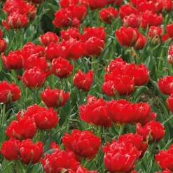 7 Tulipes doubles rouges Abba - Un rouge double effet waouh