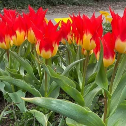 5 Tulipes 'Flames Mystery' - Le rouge flamboyant du jardin
