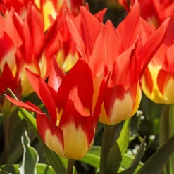 5 Tulipes 'Flames Mystery' - Le rouge flamboyant du jardin
