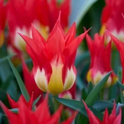 5 Tulipes 'Flames Mystery' - Le rouge flamboyant du jardin
