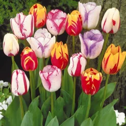 20 Tulipes flammées en mélange - Un massif flammé en avril