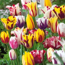 20 Tulipes flammées en mélange - Un massif flammé en avril