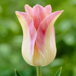 5 Tulipes fleur de lis 'Elegant Lady' - Des fleurs qui dansent au vent