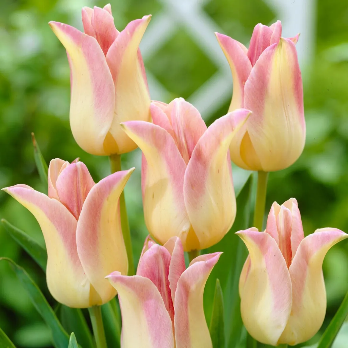 5 Tulipes fleur de lis 'Elegant Lady' - Des fleurs qui dansent au vent