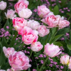 10 Tulipes à fleur de pivoine Angélique - Le bouquet effet pivoine