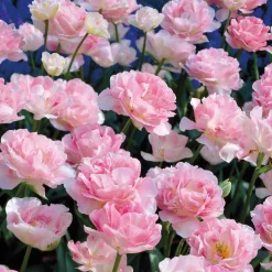 10 Tulipes à fleur de pivoine Angélique - Le bouquet effet pivoine