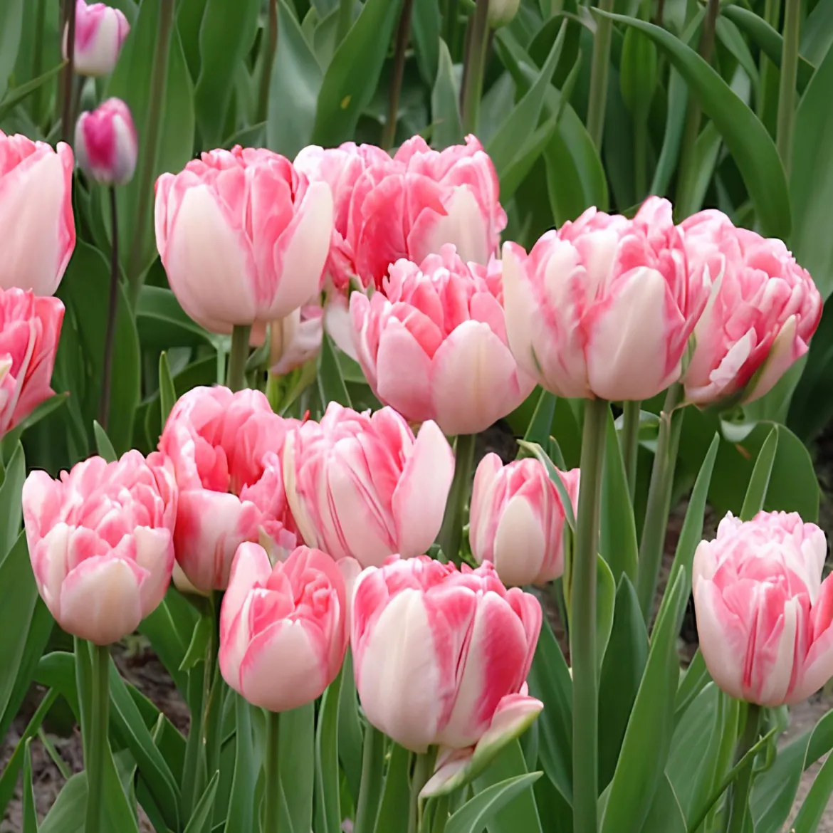 10 Tulipes à fleur de pivoine Foxtrot - Des fleurs doubles au jardin