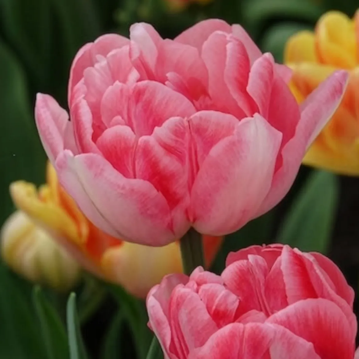 10 Tulipes à fleur de pivoine Foxtrot - Des fleurs doubles au jardin