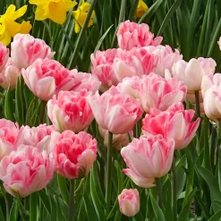 10 Tulipes à fleur de pivoine Foxtrot - Des fleurs doubles au jardin
