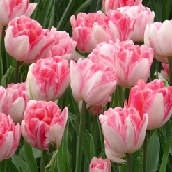 10 Tulipes à fleur de pivoine Foxtrot - Des fleurs doubles au jardin